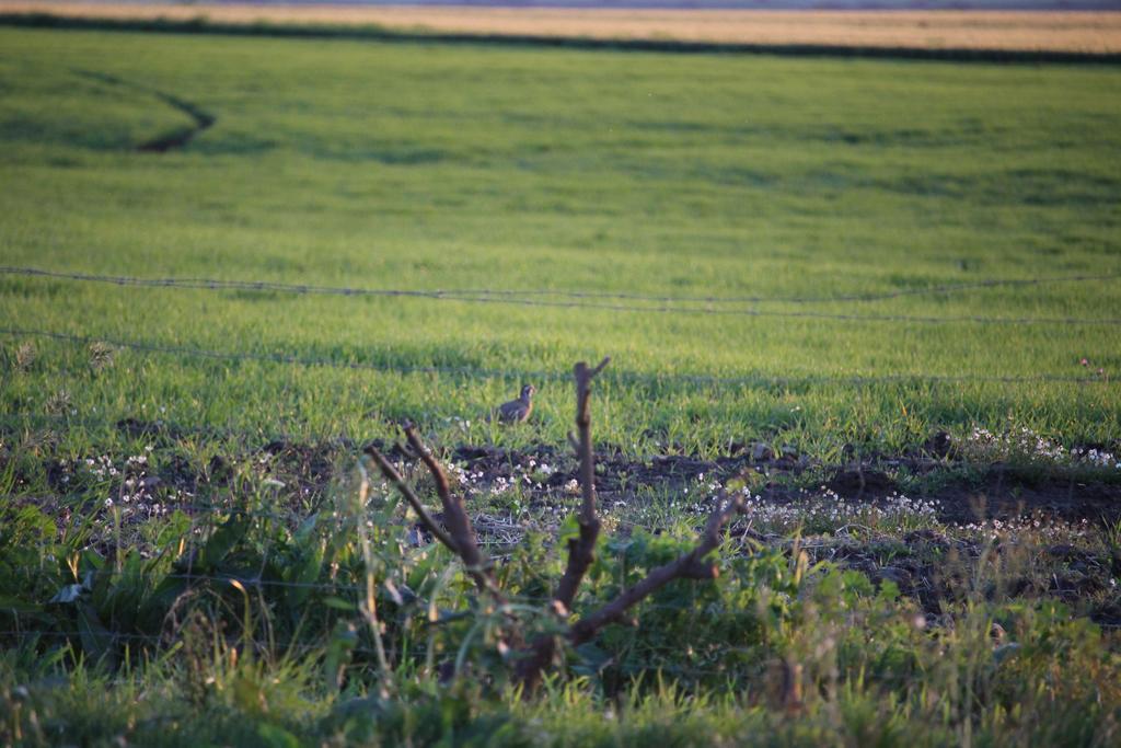 Monte Da Morena Agro-Turismo Serpa Extérieur photo